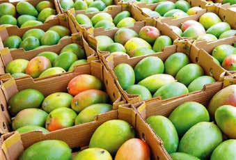 Dây chuyền đóng gói nông sản