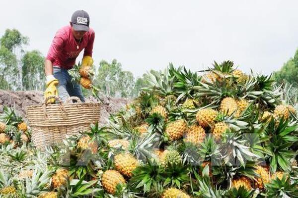 Why are Mekong Delta agricultural products less competitive with Thai and Chinese products?